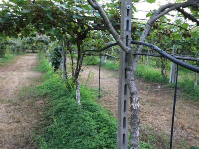 Terreno per coltivare le tue passioni a Verona - Giardino dei tuoi sogni