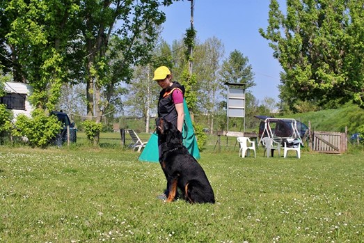 Campo di addestramento per animali a Verona - Crescita e connessione