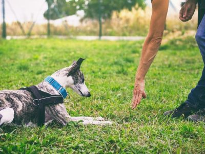 Campo de treinamento para cães em Oporto - Ensine e divirta-se
