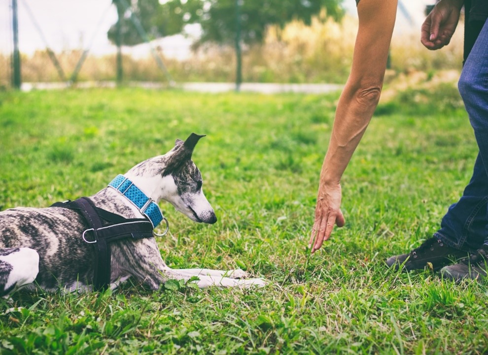 Campo de treinamento para cães em Oporto - Ensine e divirta-se