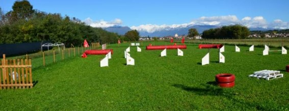 Campo di addestramento per cani a Torino - Amici a quattro zampe benvenuti