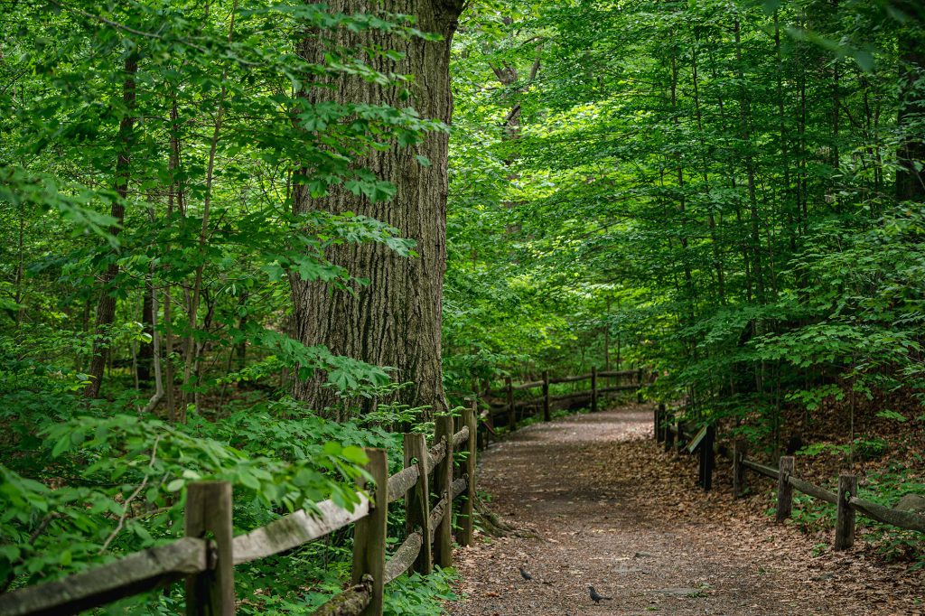 Escape to Nature's Wonderland: Rent a Spectacular Plot for Unforgettable Adventures in New York!