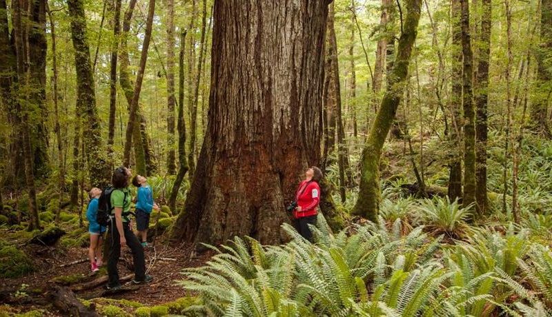 Embrace the Magic of New Zealand: Rent a Charming Plot for Unforgettable Outdoor Adventures!