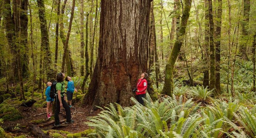 Embrace the Magic of New Zealand: Rent a Charming Plot for Unforgettable Outdoor Adventures!