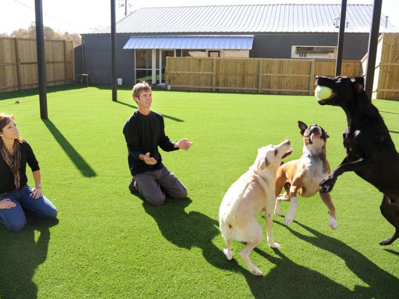Dog training facility in Birmingham (United Kingdom)